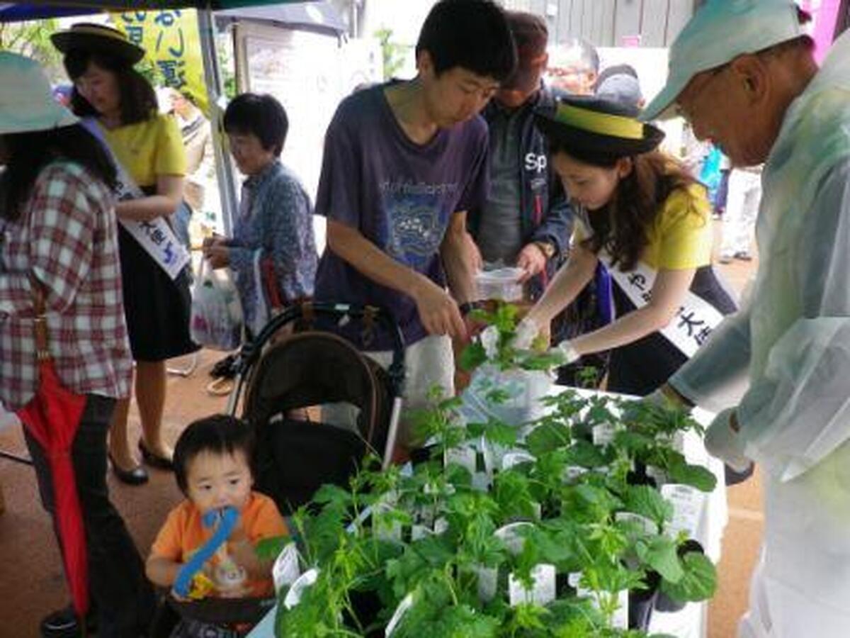 「ゴーヤ苗配布会」