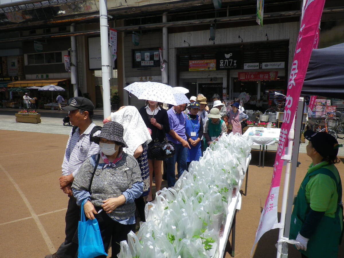ゴーヤ苗配布会